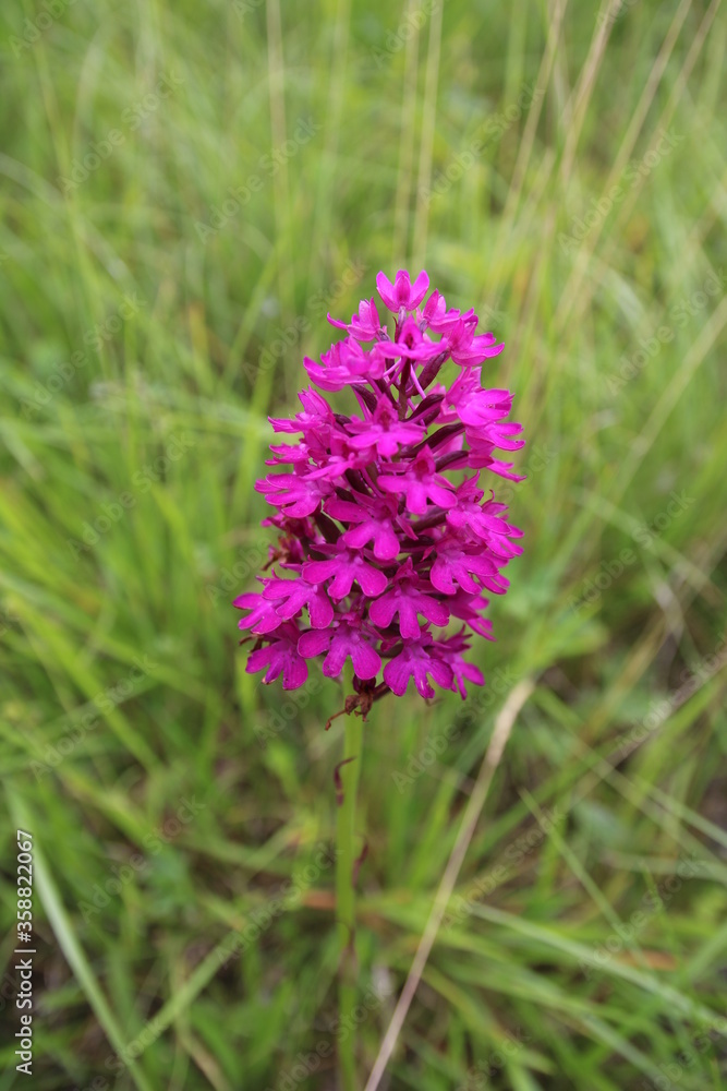 Pyramiden-Hundswurz (Anacamptis pyramidalis), auch Pyramidenorchis, Spitzorchis, Kammstendel Pyramiden-Hundswurz (Anacamptis pyramidalis), auch Pyramidenorchis, Spitzorchis, Kammstendel