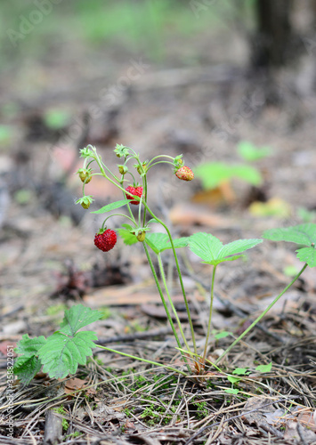 A close up on wild strawberry, woodland, Alpine, Carpathian, European strawberry, Fragaria vesca plant with red ripe berries in the forest in early summer.