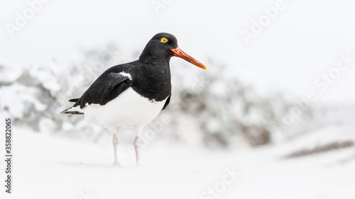 Magellanic Oystercatcher in a whiteout sandstorm