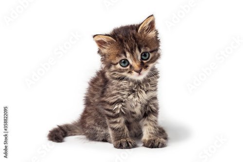 Cute little striped kitten isolated on white background