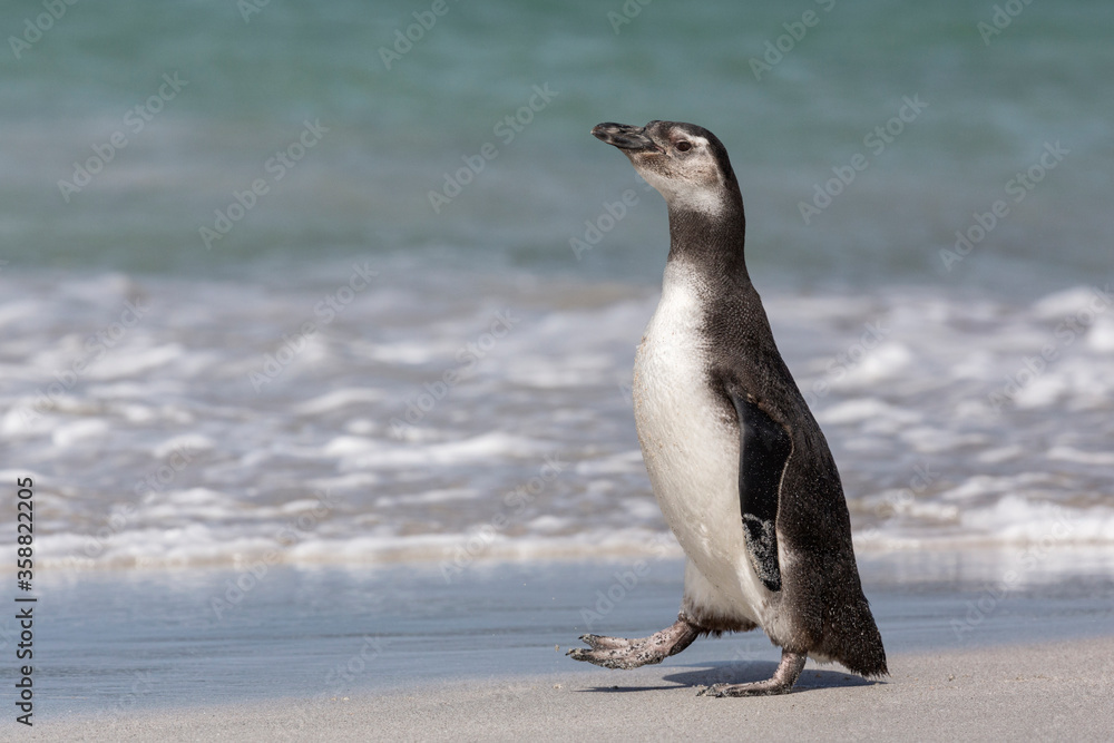 Fototapeta premium Magellanic Penguin juvenile