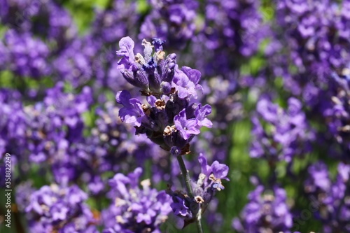 Macro close up of isolated one purple lavender blossom, blurred flowers background (focus on center)