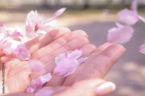 手のひらに花びら 春のイメージ素材