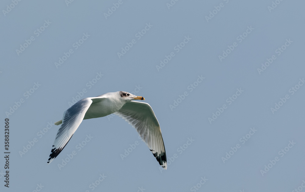 Pallas Gull (Ichthyaetus ichthyaetus) bird in flight over river Ganges in Haridwar, India