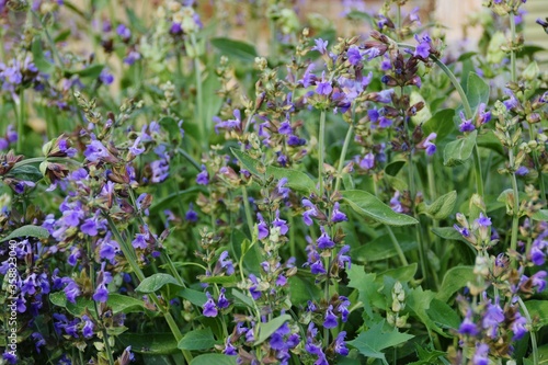 fiori blu di salvia officinalis photo