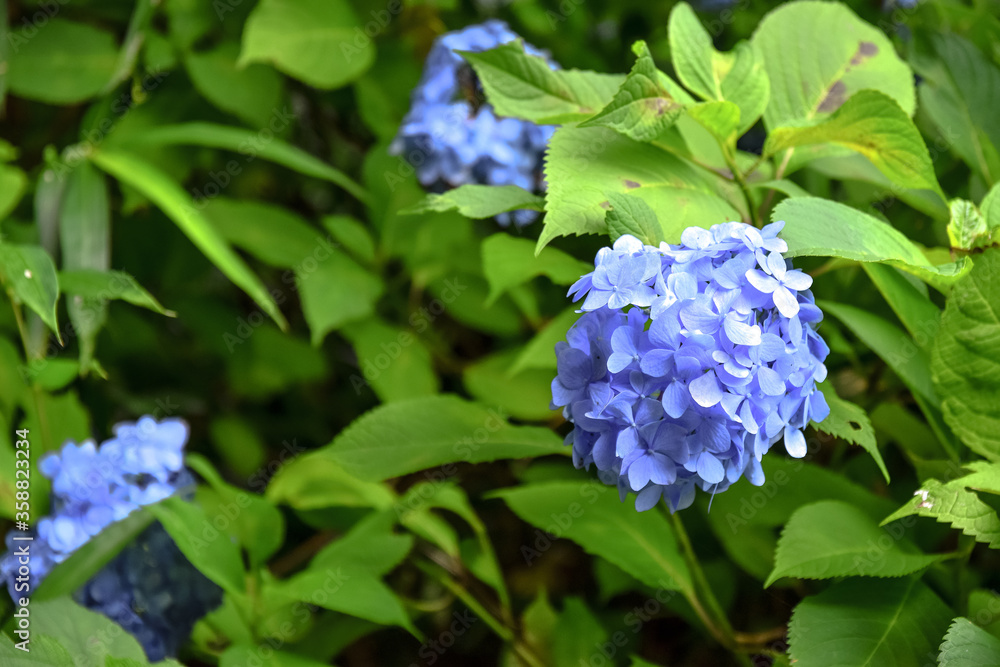 紫陽花 ポートレート素材 紫陽花 ポートレート素材