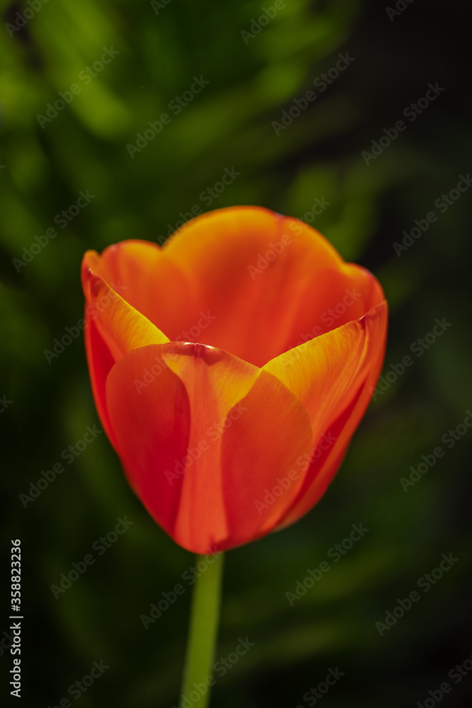 Beautiful red tulip flower on a blurry green background. Macro of a flower. Beautiful red tulip flower on a blurry green background. Macro of a flower.