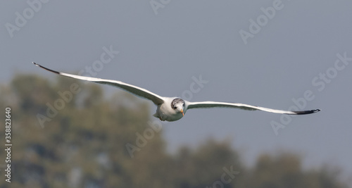 Pallas Gull (Ichthyaetus ichthyaetus) bird in flight over river Ganges in Haridwar, India