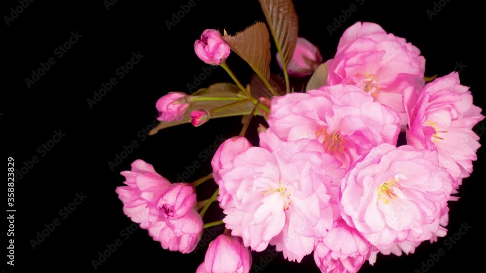 Time Lapse of Beautiful Opening Pink Sakura Flowers Bunch on Black Background. Easter Design Closeup. 4K.
Time Lapse of Beautiful Opening Pink Sakura Flowers Bunch on Black Background. Easter Design Closeup. 4K.