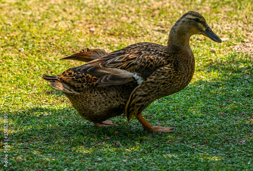 the cute duck is walking in the meadow