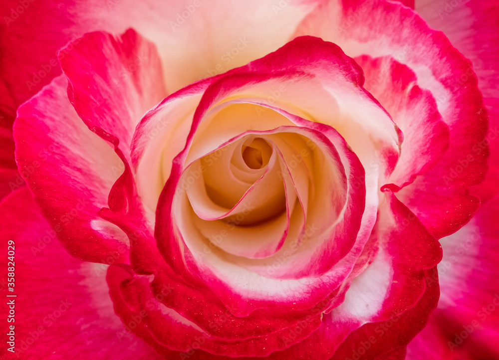 red and creamy white rose flower top view close up, natural pattern red and creamy white rose flower top view close up, natural pattern
