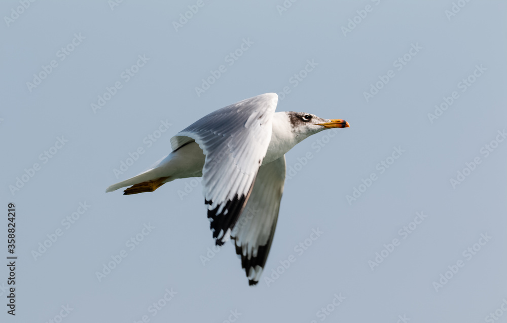 Black Headed Gull (Chroicocephalus ridibundus) or Sea bird in flight over river Ganges in Haridwar Black Headed Gull (Chroicocephalus ridibundus) or Sea bird in flight over river Ganges in Haridwar