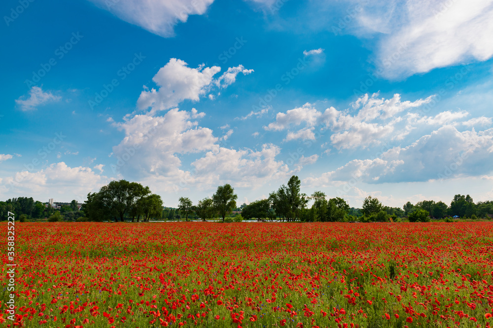 Colorful field with red poppies.