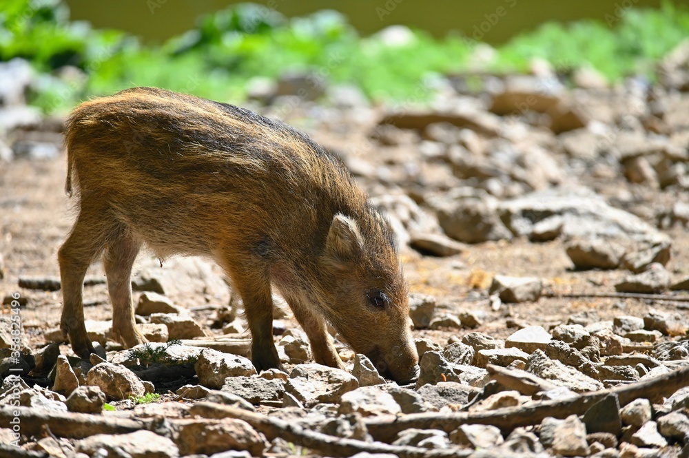 Beautiful little pigs wild in nature. Wild boar. Animal in the forest Beautiful little pigs wild in nature. Wild boar. Animal in the forest