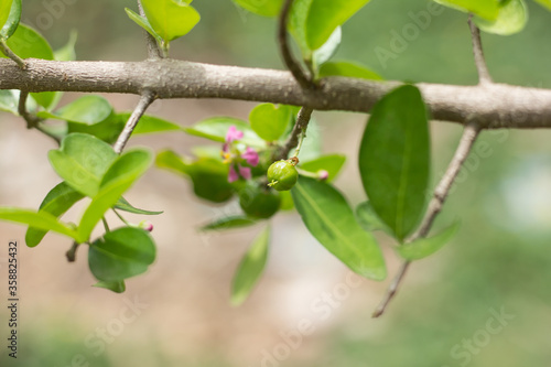 Green Barbados or Acerola Cherry