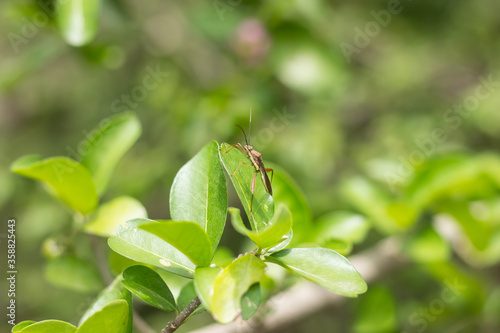 Bug on Green leaf of Barbados or Acerola Cherry flower
