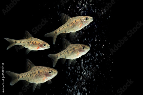 Photography Puntius Banksi also known as Saddle Barb isolated on black