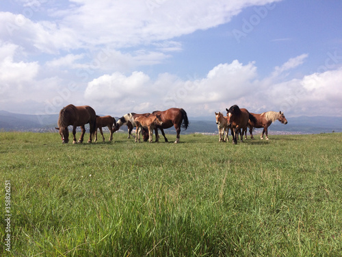 wild horses free on a field