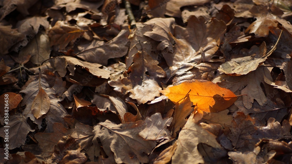Fallen leaves, one coloured leaf among many gray ones, november forest floor
