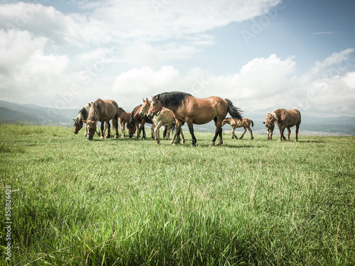 wild horses free on a field