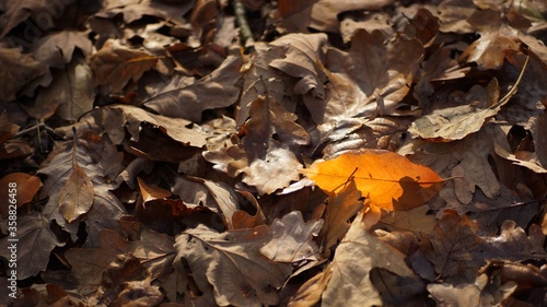 Fallen leaves, one coloured leaf among many gray ones, november forest floor 