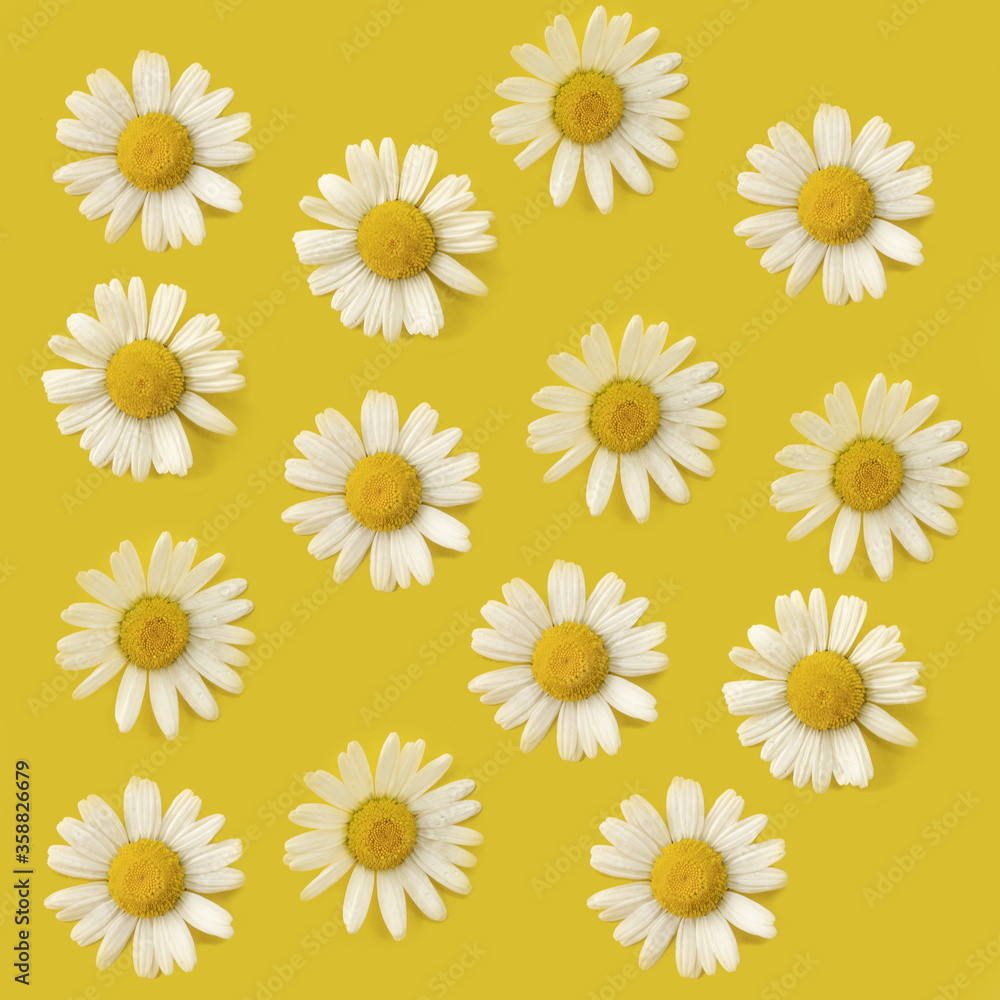 Pattern with white daisies randomly arranged on a yellow background. Summer minimalism