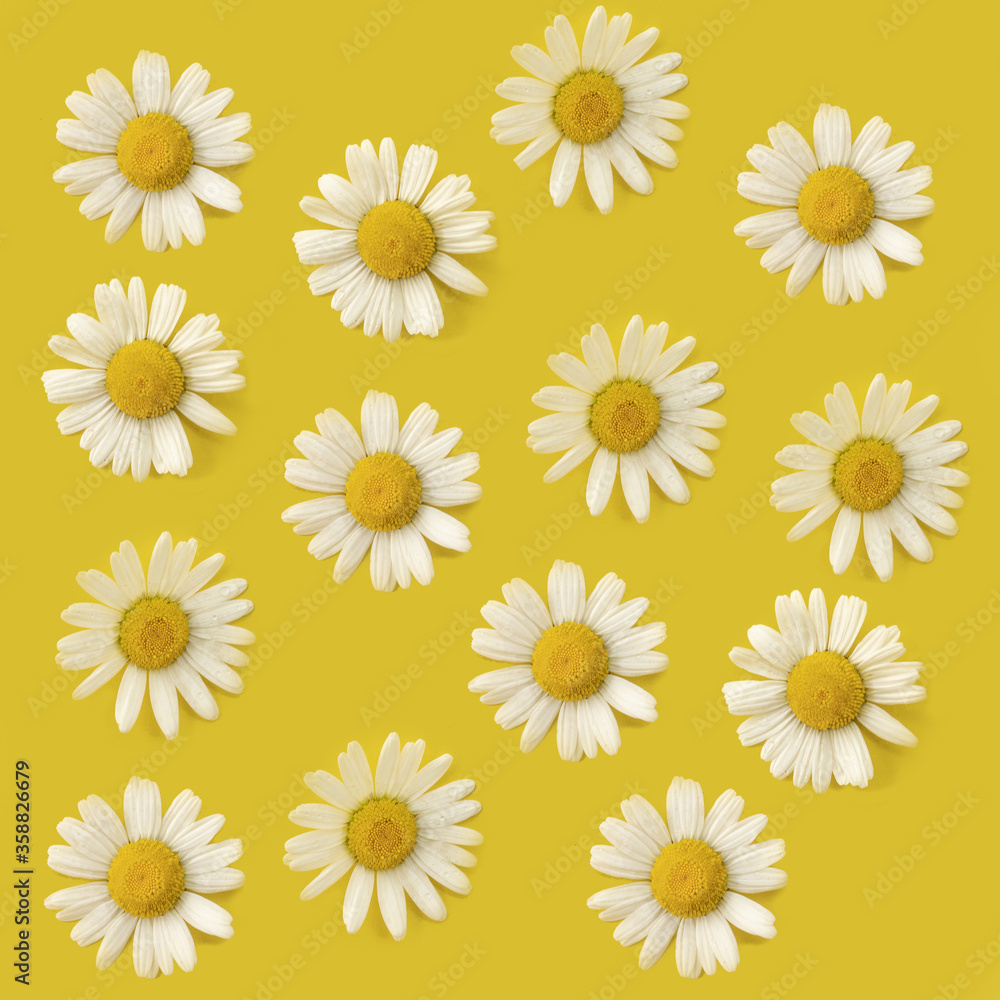 Pattern with white daisies randomly arranged on a yellow background. Summer minimalism Pattern with white daisies randomly arranged on a yellow background. Summer minimalism