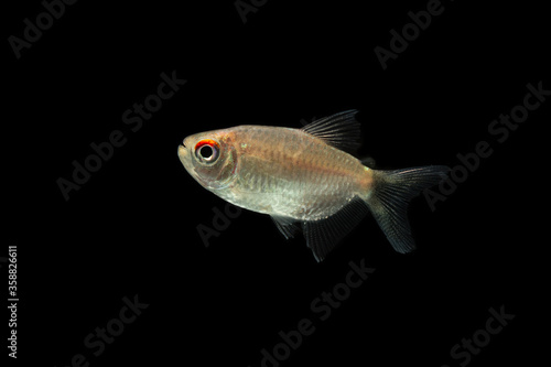  Red Eye Tetra fish isolated on black background