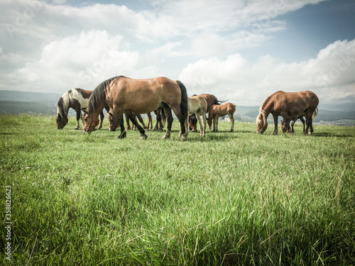 Fototapeta Naklejka Na Ścianę i Meble -  wild horses free on a field