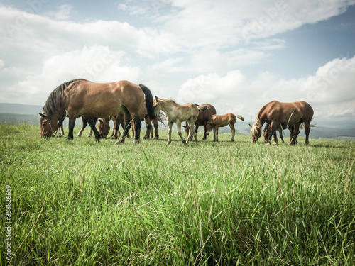 wild horses free on a field