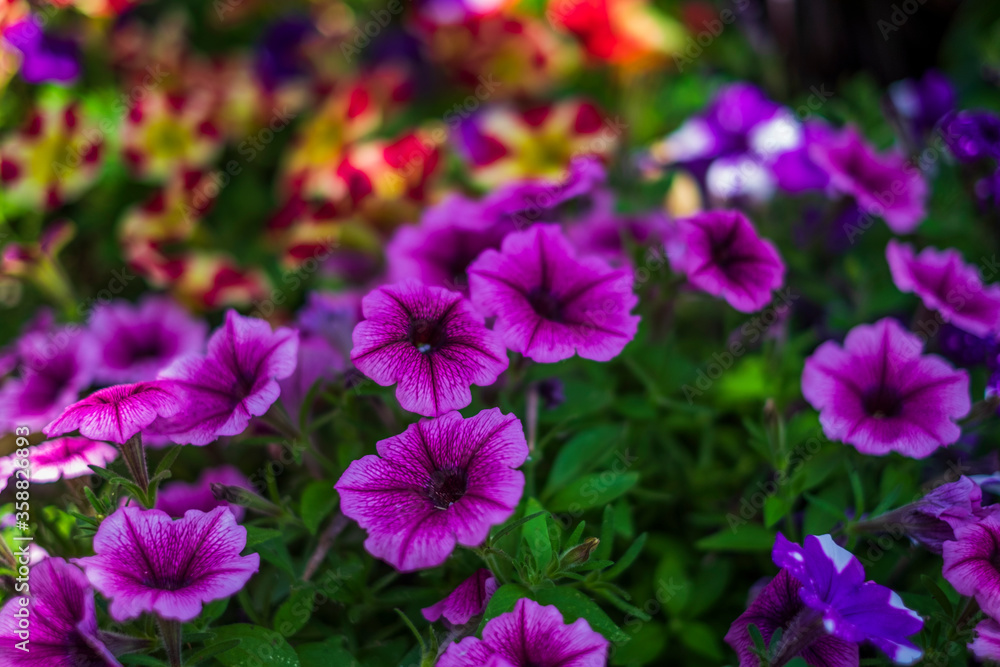 purple flowers in the garden purple flowers in the garden
