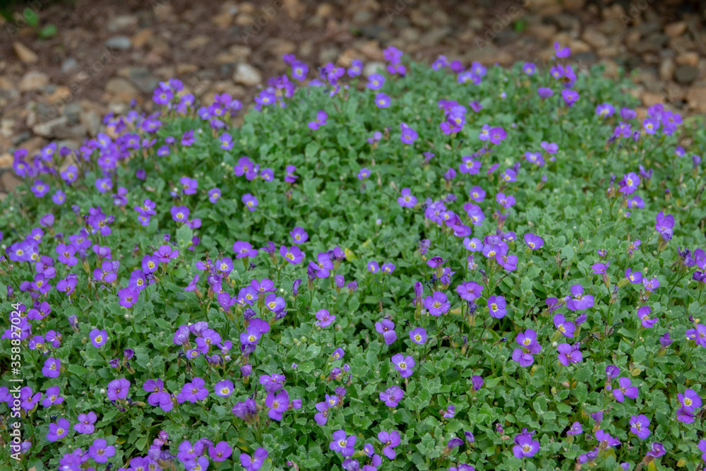 Background of Trailing Blue Saxifraga in garden Background of Trailing Blue Saxifraga in garden