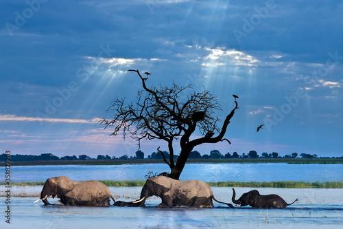 Canvas Print Elephants