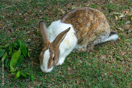 the cute rabbit with long ears eating grass photo