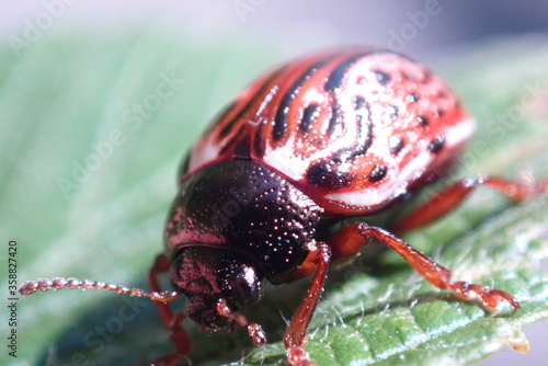 Calligrapha Bettle photo