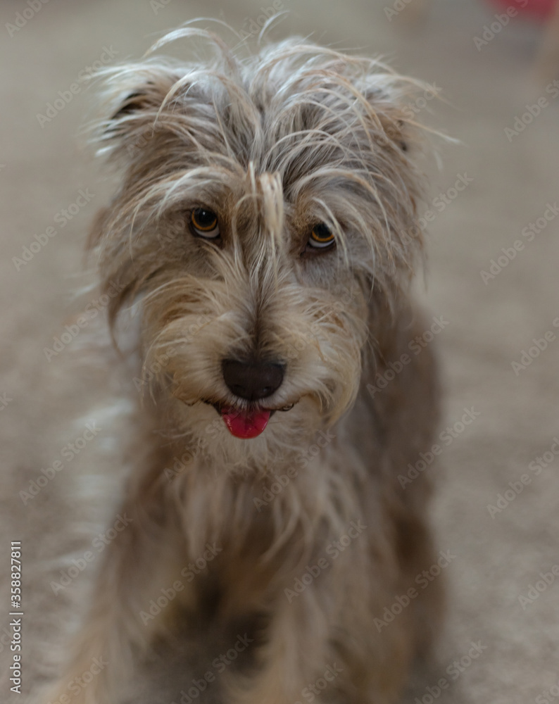 Portrait of a puppy with his tongue out