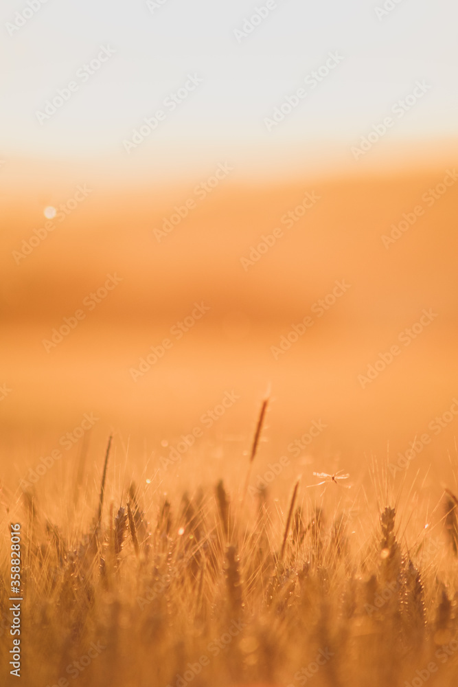 sunset in the barley sunset in the barley