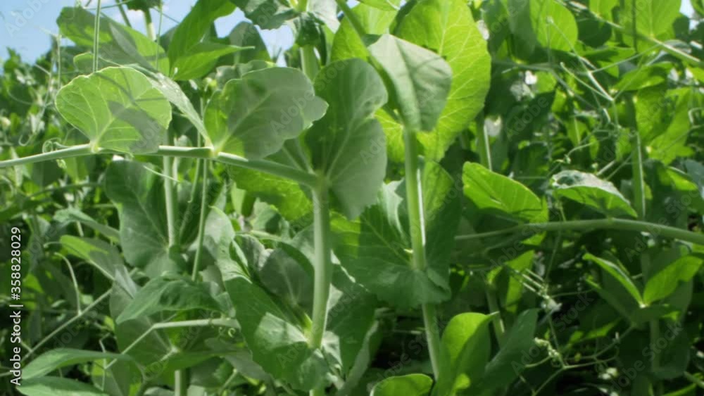 super close. flowering peas grows on a garden bed on a clear sunny day super close. flowering peas grows on a garden bed on a clear sunny day