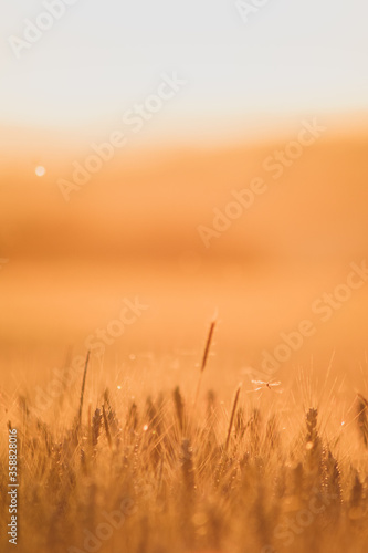sunset in the barley