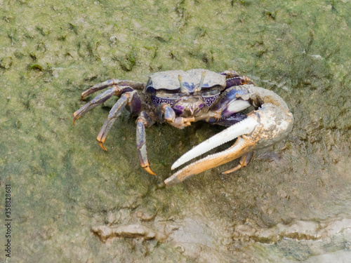 A Fiddler Crab (Uca Tangeri)