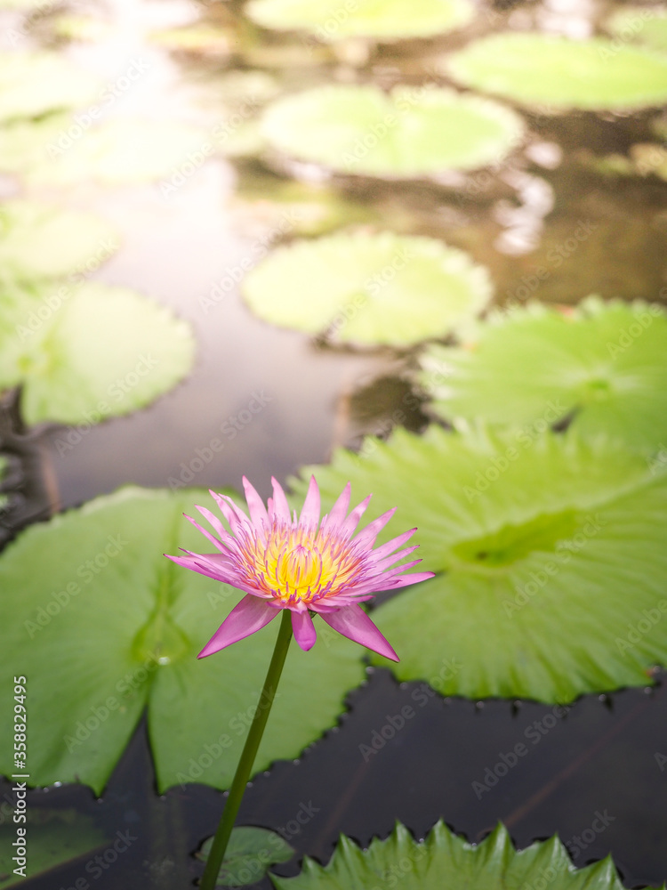 Water lily or Lotus flower in white and purple color in water. Water lily or Lotus flower in white and purple color in water.