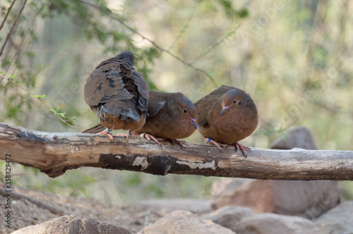 three Socorro doves (Zenaida graysoni) photo