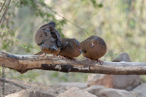 three Socorro doves (Zenaida graysoni)