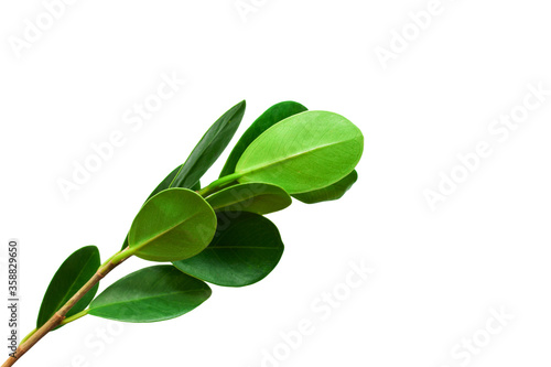 fresh green leaf isolated on white background for design elements, flat lay