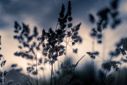 Fototapeta Naklejka Na Ścianę i Meble -  Cocksfoot grass on a sunny eveing with a shallow depth of field