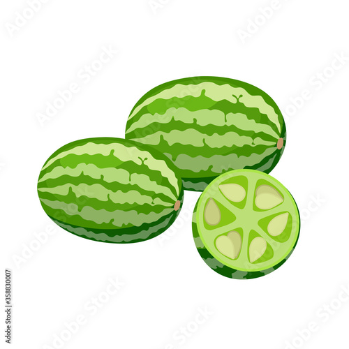  ucamelon vector illustration isolated on white background. Juicy tropical exotic fruits - mouse melons whole and halved. photo