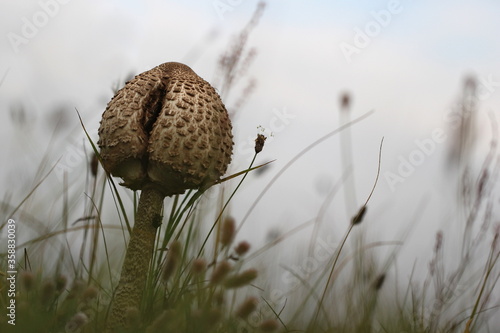 ein junger Schirmpilz Parasol mit geschlossener Kappe auf einer Wiese Macrolepiota procera photo