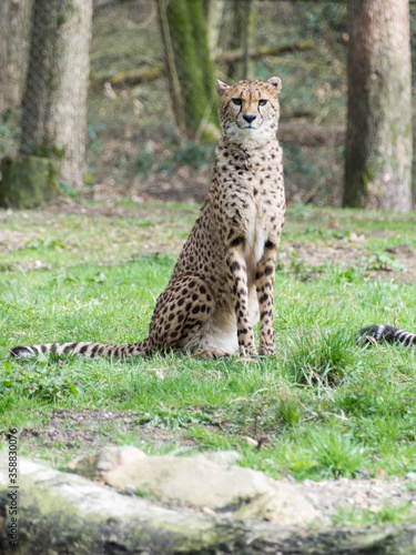 a sitting cheetah (Acinonyx jubatus)