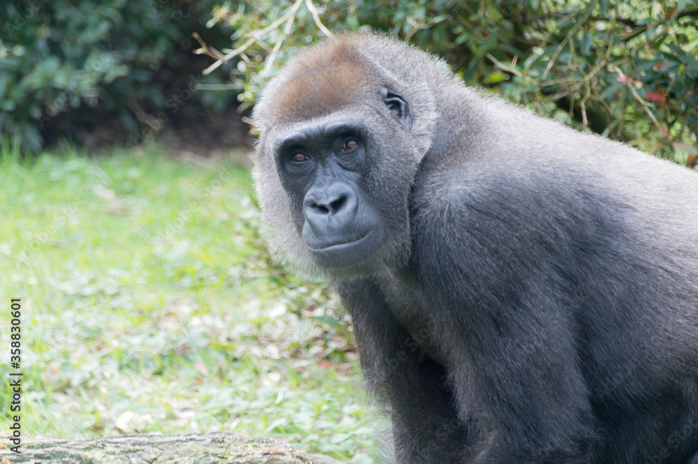 A Western gorilla (Gorilla Gorilla) A Western gorilla (Gorilla Gorilla)