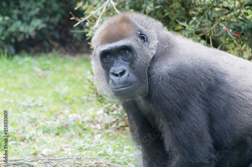 A Western gorilla (Gorilla Gorilla) © Robrecht